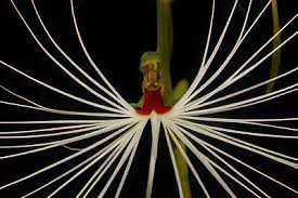 Image result for Habenaria microsaccus