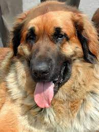 Below is a sample search of our leonberger breeders with puppies for sale. Leonberger Dog Breed Price Range In Ontario Canada Hubpages