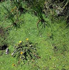 Image result for Limosella capensis