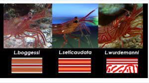 Here are some first hand discriptions regarding the general care, temperment, and diet of the peppermint shrimp, camel shrimp, and the bumblebee shrimp. Peppermint Shrimp Destroying More Than Aptasia Reef2reef Saltwater And Reef Aquarium Forum