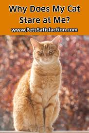 Why Does My Cat Stare At Me In 2020 Cats Cats And Kittens Cat Behavior