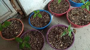 Either full or partial sun (at least four hours a day), and a location that drains well and isn't open to hard winds. How To Grow A Cherry Blossom Tree With Pictures Wikihow