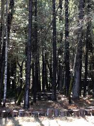 Lucky Penny Laytonville