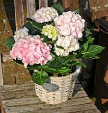 Damit hortensien dicht und buschig wachsen und reich blühen, benötigen sie regelmäßige düngergaben. Rosa Hortensie Diese Hortensie Bezaubert Jeden Empfanger Pflegehinweis Die Hortensie Gehort Nicht Zu Den Klassischen Zim Blumen Hortensien Blumen Anbauen