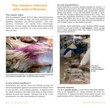This virus that causes the bird infection can mutate to infect humans. Bird Flu Avian Influenza Educational Handbooks Savoirs Partages Cirad