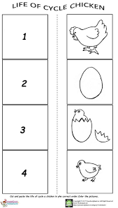 The Life Cycle Of A Chicken Worksheet Life Cycles Life Cycles Preschool Chicken Life Cycle