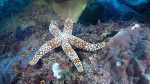 Image result for Gomphia