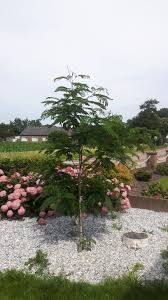 Perzische slaapboom verzorging , grondsoort en planten. Verzorging Albizia Julibrissin Perzische Slaapboom Palmaro
