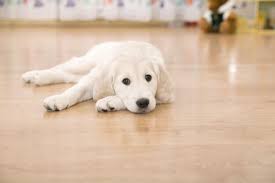 Read ratings & reviews about pet deodorizer and odor remover in pet supplies on amazon. Pets And Hardwood Floors Servicemaster Clean