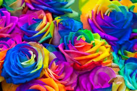 Flowers are one of the most beautiful creations of nature. Rainbow Rose Stock Photos And Images 123rf