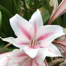 Image result for Crinum