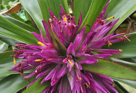 Image result for Xyridaceae