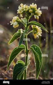 Image result for Vincetoxicum sylvaticum