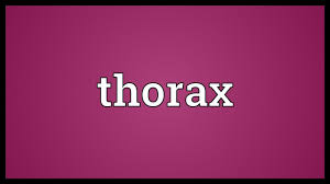 1 the region of the mammalian body between the neck and abdomen as well as the cavity containing the heart and lungs. Thorax Meaning Youtube