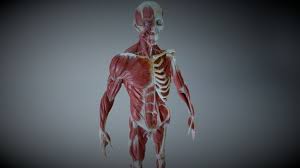 Maybe you would like to learn more about one of these? Muscle Man 375k 3d Model By Intervoke Intervoke Ed2fc21