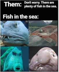 Plenty Of Fish Right Sea Fish Story Of My Life Best Funny Pictures
