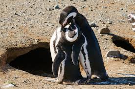 Would you like to have a penguin as a pet? What S It Like To Hug A Penguin What Do Penguins Feel Like