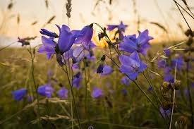 Rocky mountain house bed and breakfast. An Expert S Favorite Native Rocky Mountain Plants Mountain Living
