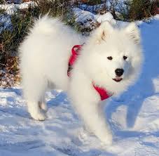 Soyamed Yavru 3 5 Aylik Dog Skin Samoyed Dogs Of The World