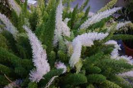 Plantfiles Pictures Foxtail Fern Meyersii Asparagus Densiflorus By Kell Foxtail Fern Plants Fern Plant