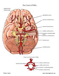 Arteries and veins diagram 205 circulatory pathways anatomy and physiology. Arteries Of The Head And Neck Advanced