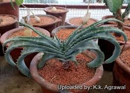 Image result for Aloe suffulta