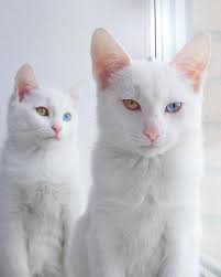 2匹おそろいのオッドアイ 双子の白猫 アイリスとアビスが幻想的で美しい 美猫 可愛すぎる動物 美しい猫