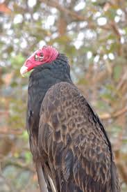 Big Birds That Look Like Turkeys Turkey Vulture Oripopo Cabeza Colorada Tamaulipas Mexico C Steve Frye March 27 2018 Bird Pictures Big Bird Beautiful Birds