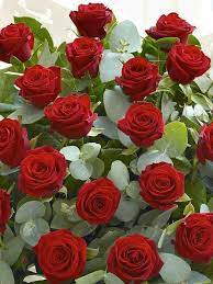 Rote rosen sind wohl die am häufigsten verschenkten rosen. Fuer Euch Solls 1000 Rosen Regnen Waere Das Nicht Toll Hahaha Blumen Rosen Liebe Blumen Schone Blumen