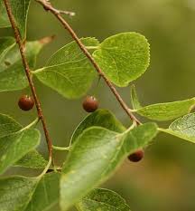 Image result for Celtis zenkeri