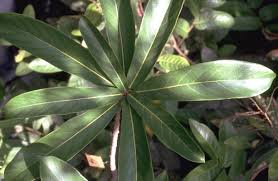 Image result for Ficus saussureana