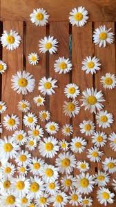 Black And White Daisy Wallpaper Pin De Julie Go Bake Or Go Home Em Wallpaper Papel De Parede Para Iphone Planos De Fundo Margaridas