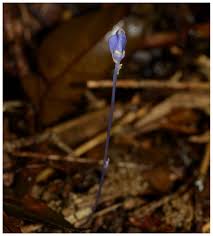 Image result for Burmannia