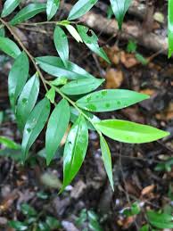 Image result for Xylopia lukei