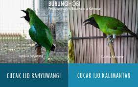Jual produk kaos baju burung murah. 15 Perbedaan Cucak Ijo Kalimantan Dan Banyuwangi Dari Fisiknya Gambar Dan Perbedaan