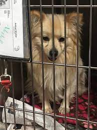 Lifelineanimal.org has google pr 4 and its top keyword is lifeline animal project with 15.17% of search traffic. Lifeline To Atlanta S Pets Need Atlanta Pet Life