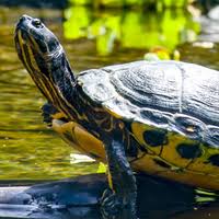 I et glasakvarium, der kun har glatte glassider, så kan din moskus. Fa Gode Rad Om Pasning Af Krybdyr Hos Plantorama Plantorama
