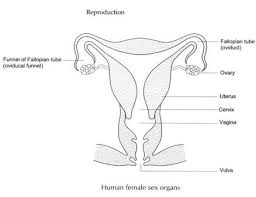 Image result for how to insert male organ into female organ