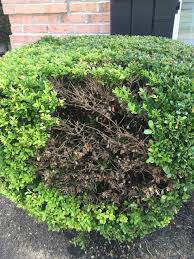 Privet (ligustrum spp.) is an ideal shrub for hedges and decorative topiary because it grows aggressively whether planted in sun or partial shade. Dying Hedges