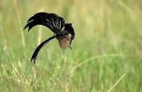 Image result for widow bird