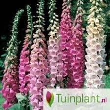 Vingerhoedskruid (digitalis purpurea), ook wel gewoon vingerhoedskruid genoemd, is een tweejarige of meerjarige plant. Vingerhoedskruid Digitalis Purpurea Excelsior Hybrids