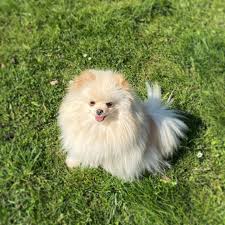And a top 10 do's and don'ts list. Pomeranian Puppy Cz Home Facebook