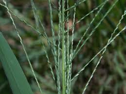 Image result for Leptochloa panicea