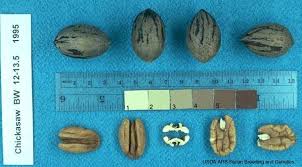 Maybe you would like to learn more about one of these? Pecan Cultivars In The National Clonal Germplasm Repository