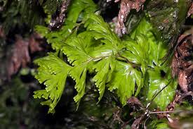 Image result for Hymenophyllum splendidum