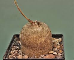 Image result for Raphionacme madiensis