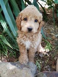 Spoodle Puppies For Sale Dogs Puppies Gumtree Australia Brisbane North Wes Puppies Husky Puppy Puppies For Sale