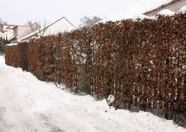 Image result for Živý plot z habru