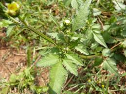 Image result for Bidens sp.no.1