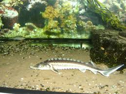 The lake sturgeon (acipenser fulvescens), also known as the rock sturgeon, is a north american temperate freshwater fish, one of about 25 species of sturgeon.like other sturgeons, this species is an evolutionarily ancient bottom feeder with a partly cartilaginous skeleton, an overall streamlined shape and skin bearing rows of bony plates on its sides and back. File Waxdick Acipenser Gueldenstaedtii Jpg Wikimedia Commons
